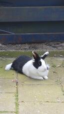 Ein schwarz-weißes kaninchen, das auf einer veranda liegt