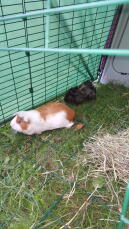 A black guinea pig and a white guinea pig with brown spots in a one metre animal run