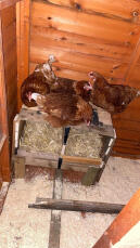The girls on top of their nestboxes filled with pillow wad straw