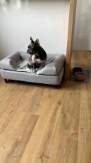 A dog sitting on his grey bed with bolster topper