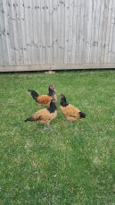 A trio of vorweck chickens in a garden.