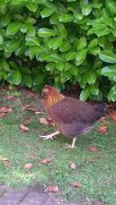 En brun och orange kyckling i en trädgård