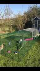 Een lange konijnenren in een tuin