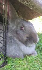 Jessica rabbit enjoying the sunshine 
