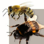 Types d'abeilles