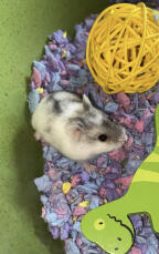 Notre hamster 'Cutie' nommé par mon enfant de 2 ans!