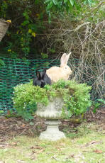 Two Rabbits sitting in garden ornament