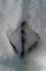Un'impronta di un pollo nel Snow