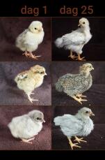 Tillväxt av kycklingar