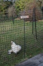 a white chicken behind some chicken fencing with a food bowl