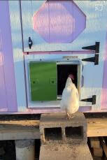 Kurczak Gow swoim kurniku przez zielone automatyczne drzwi do kurnika