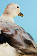 a brown and white call duck stood in front of a blue sky
