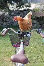 Kylling på 2 hjul