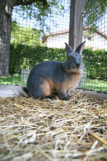 En kanin som står på hö i sin bur