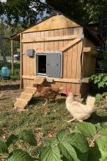 2 kippen rennen rond hun hok met een grijze automatische deur