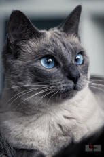 En grå siamesisk katt med blå öGon