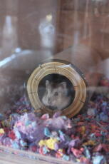 Een hamster in een Qute huisje in een tunnel speelGoed