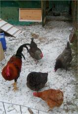 Fire høner og en hane i Snow