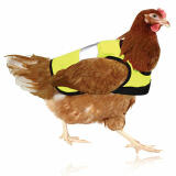 High-Vis Chicken Vest