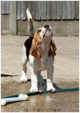 Bramble, vår fräcka 12 veckor gamla beagle valp