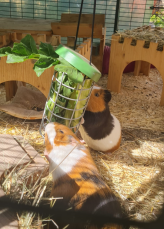 Two guinea pigs enjoying vegetables in a treat holder