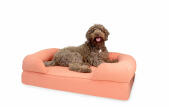 Ein großer brauner hund saß auf einem großen rosa memory-foam-rollenbett-rollenbett
