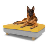Hund sitzt auf großem Topology memory foam hundebett mit pflegeleichtem sitzsack-topper und runden holzfüßen