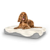 Hund sitzend auf mittelgroßem Topology hundebett mit schafsfell-topper