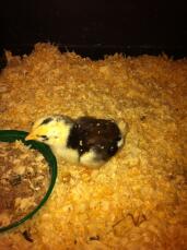 A 1 week old ancona chick.
