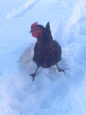 A chicken standing on snow