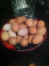 Deze eieren werden in twee weken tijd door twee kippen gelegd
