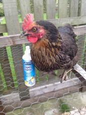Kevin the Miss pepperpot pullet loves it