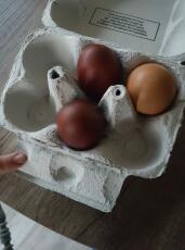 Uova nella scatola delle uova
