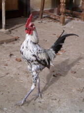 Chicken with outstretched legs