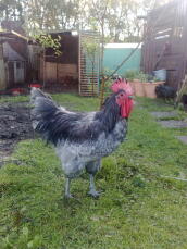 Pollo in giardino