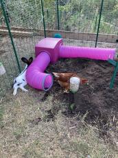 Een konijn naast een paarse konijnentunnel.