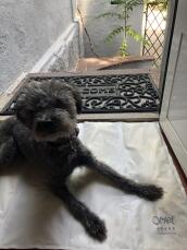Hond liggend op Omlet verkoelende hondenmat