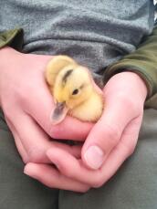 Appleyard Ducks in hand