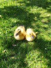 Appleyard Ducks
