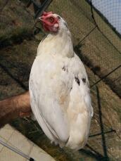 Biała kura stała na ręce właściciela w ogrodzie za siatką