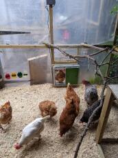 Enkele kippen buiten hun hok met automatische kippenhokdeur