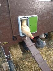 Kip die uit houten hok komt met Omlet groene automatische kippenhokdeur