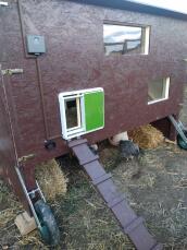 Houten hok met Omlet groene automatische kippenhok deur