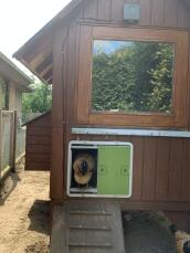 Kip die uit houten kippenhok komt met Omlet groene automatische deur van het kippenhok in bijlage
