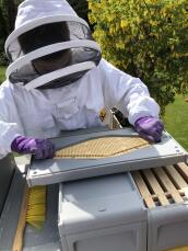 Montage de l'échappatoire à abeilles sur une planche plus claire