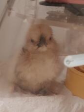 my silkie chick 