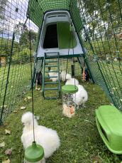 Some lovely fluffy chickens enjoying pecking around their coop.