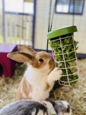 Onze konijnen eten graag groenten uit de traktatie houder!