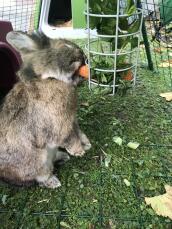 Een konijn eet een wortel uit een traktatie houder