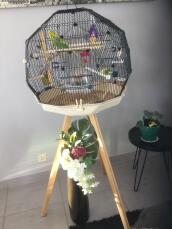 A green bird in his round cage on a stand